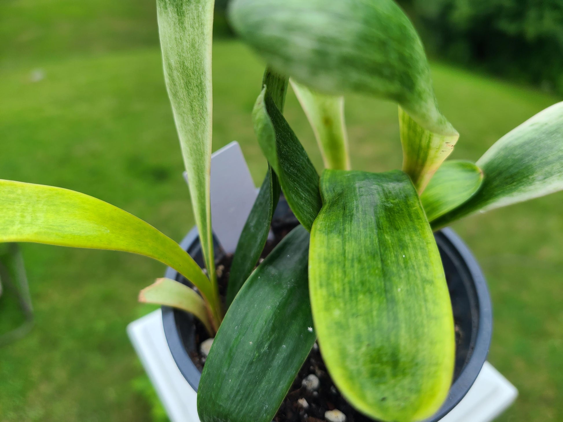 Clivia LOB semi broad leaf x (Lisa Mannion Brent Hurst Yellow X CN Y/Blu Monk Yellow/Blush) 3-4 leaves one plant