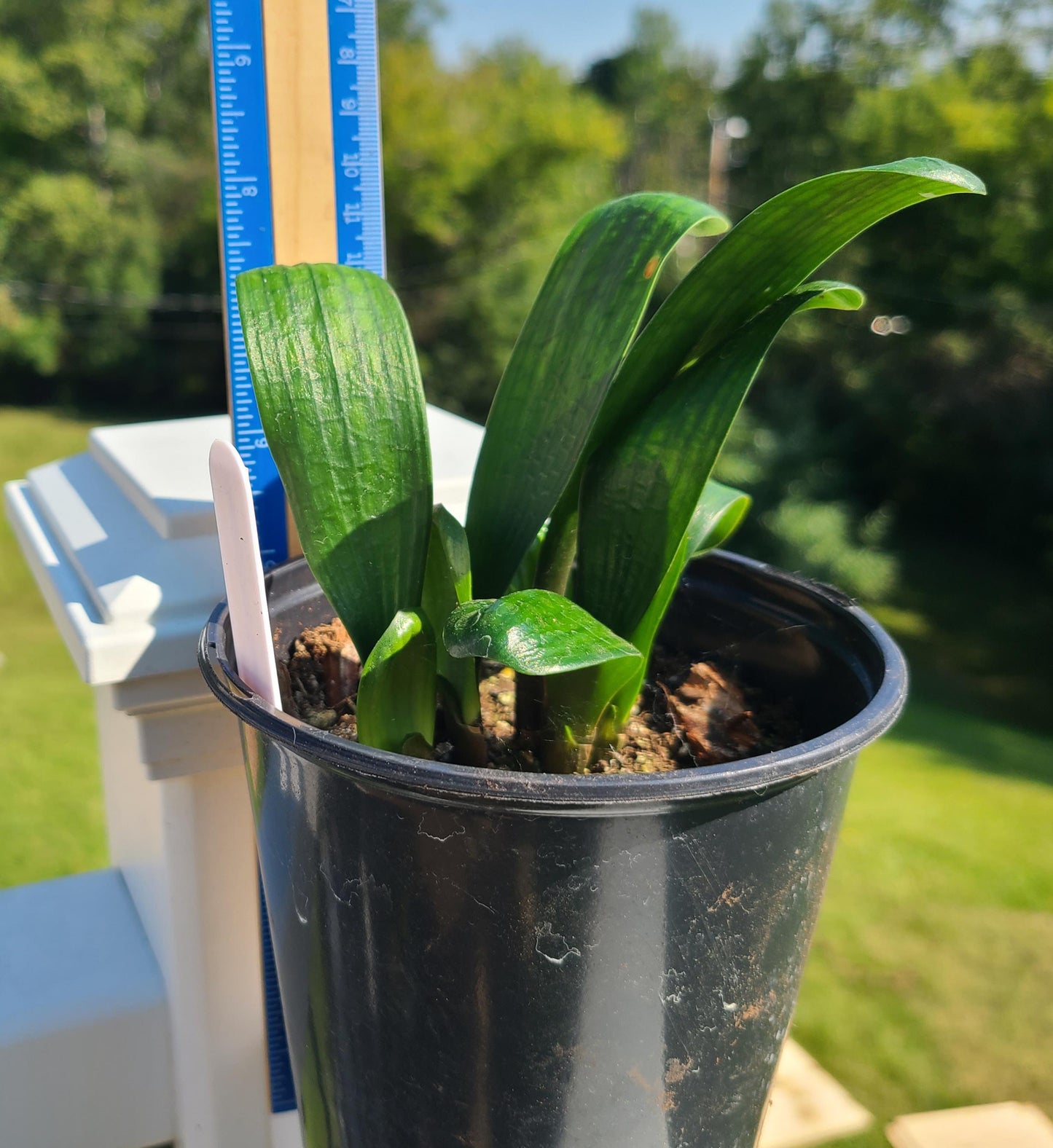 Clivia seedling Malian Hutou Pearl Compact broad leaf 2-3 leaves one plant