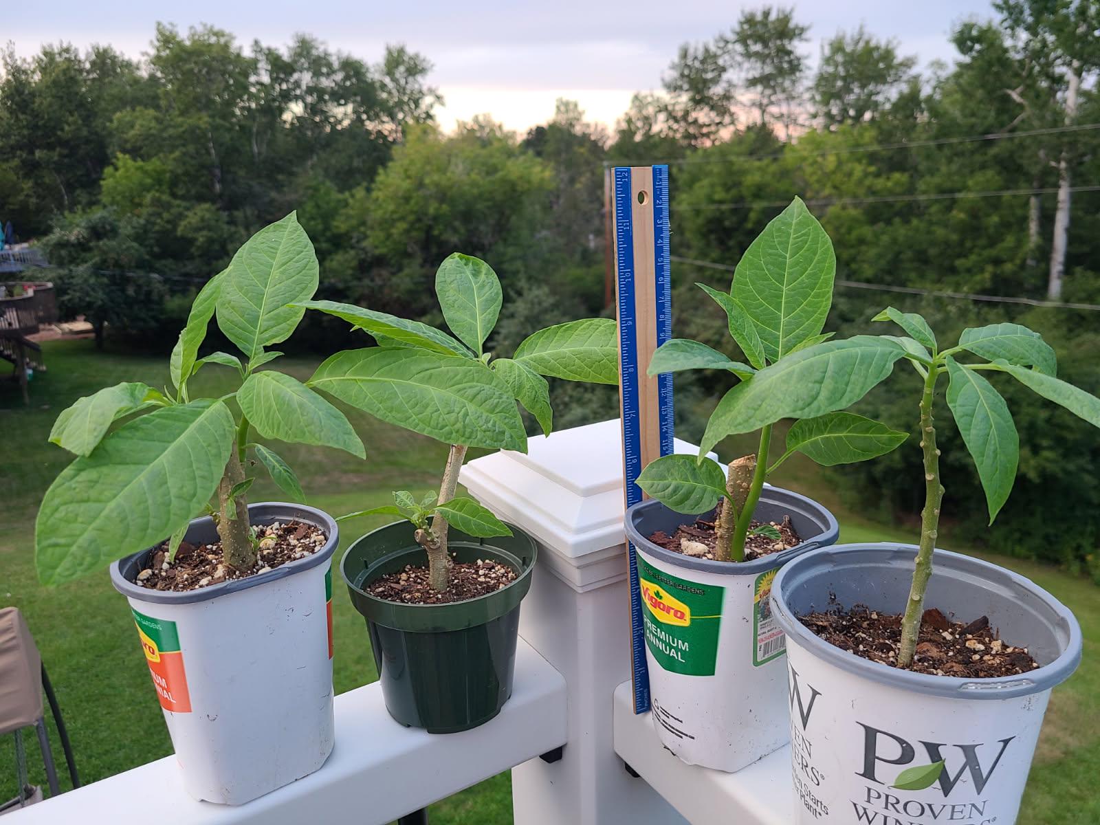 Angel's Trumpet 'Frosty Pink' rooted and unrooted cuttings