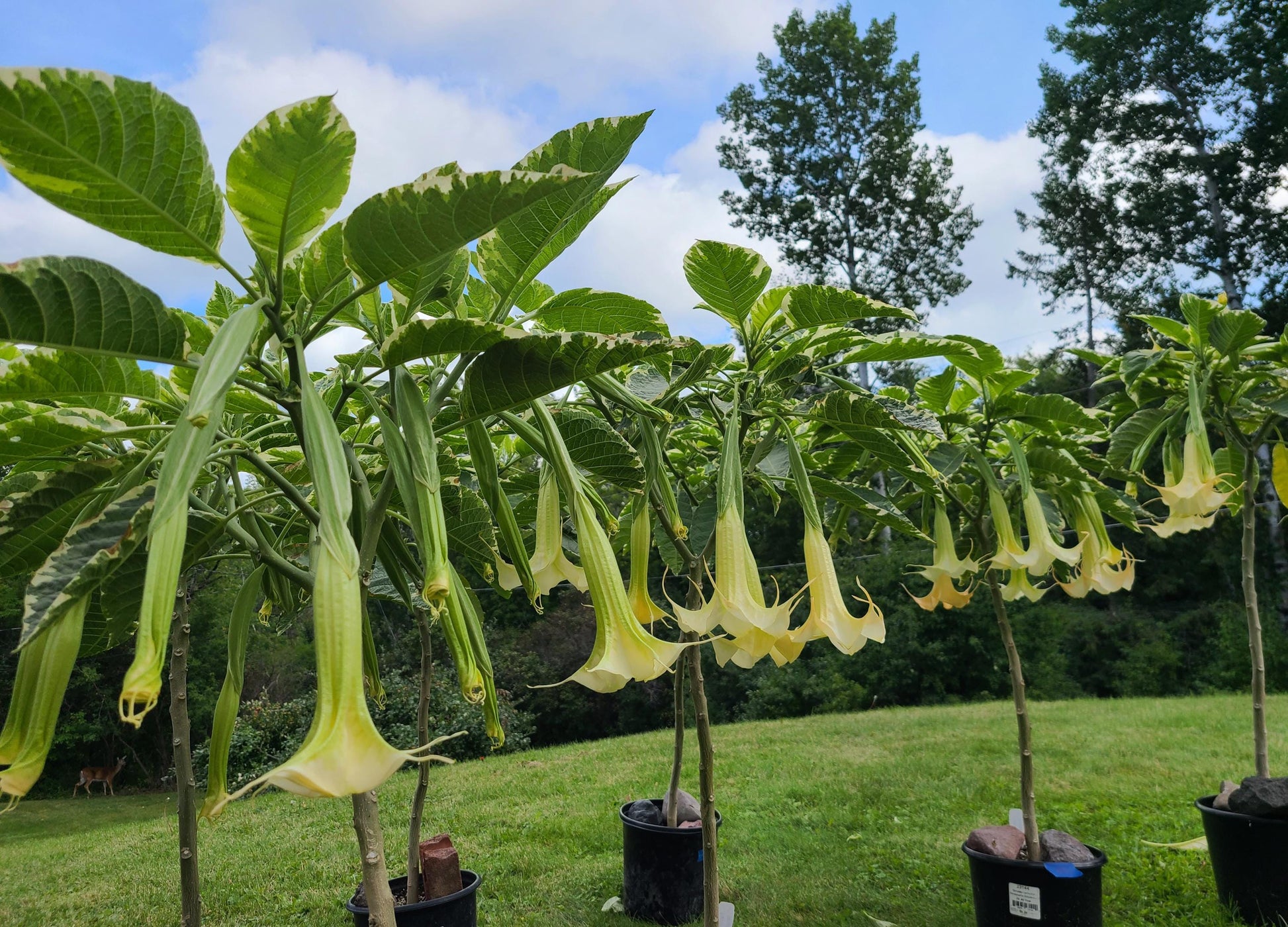 Variegated Brugmansia Angel's Trumpet unrooted stem cuttings with varied lengths