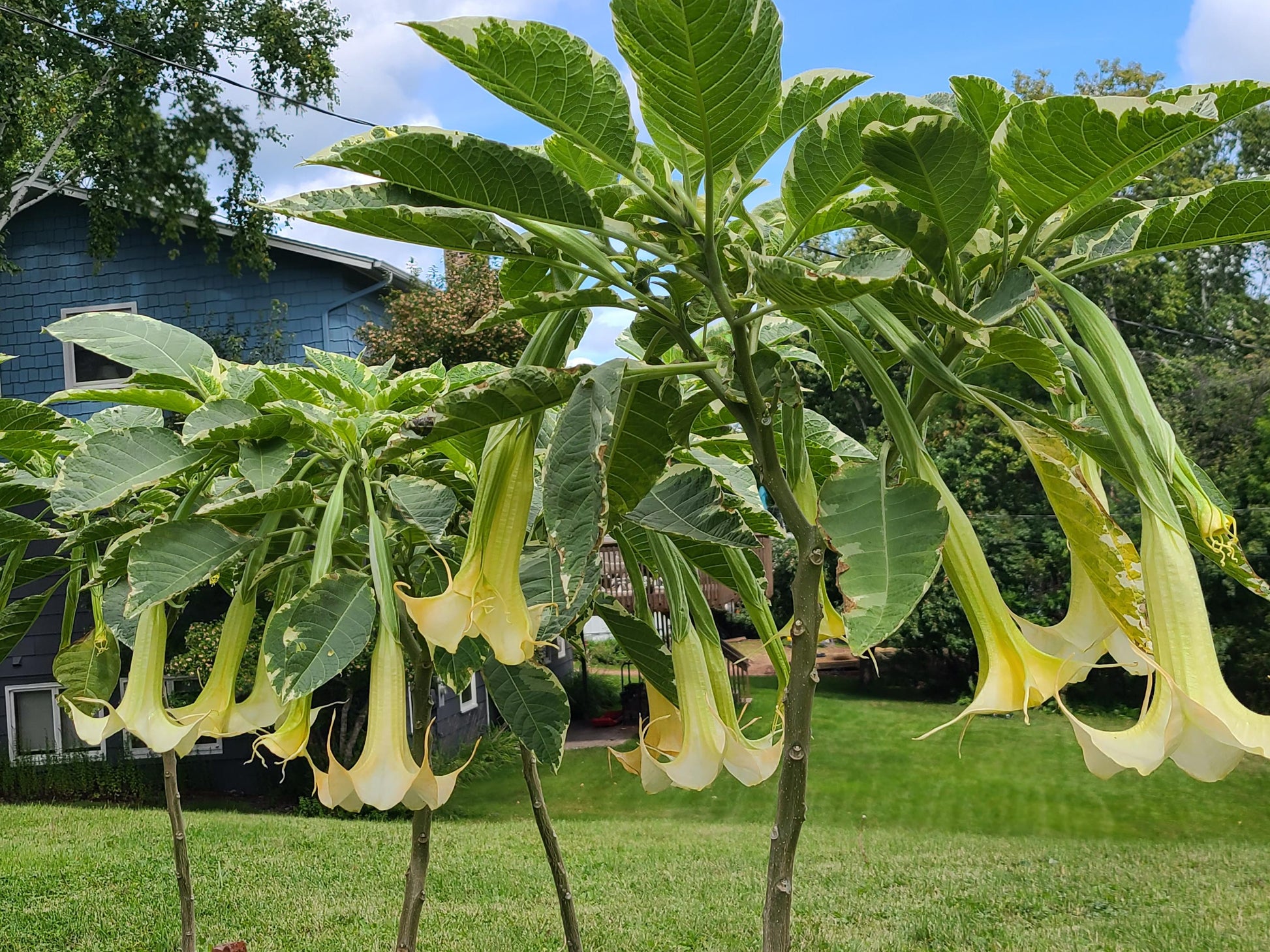 Variegated Brugmansia Angel's Trumpet unrooted stem cuttings with varied lengths