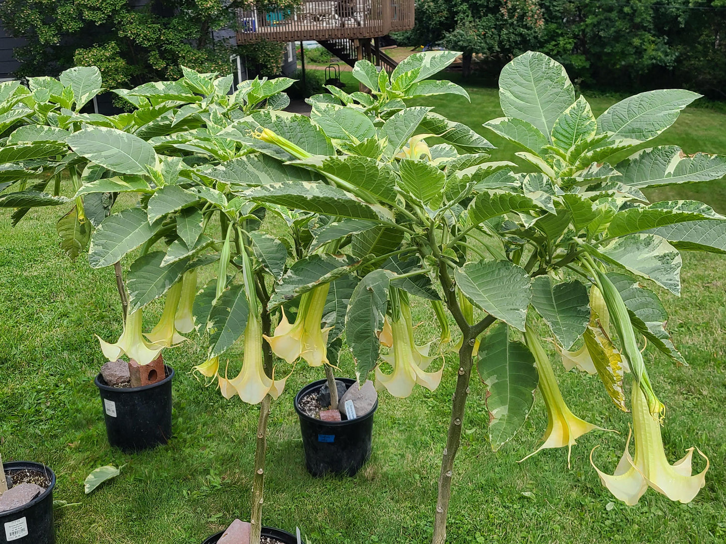 Variegated Brugmansia Angel's Trumpet unrooted stem cuttings with varied lengths