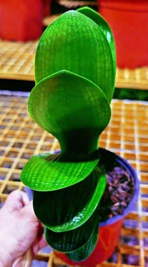 Clivia seedling Malian Hutou Pearl Compact broad leaf 2-3 leaves one plant