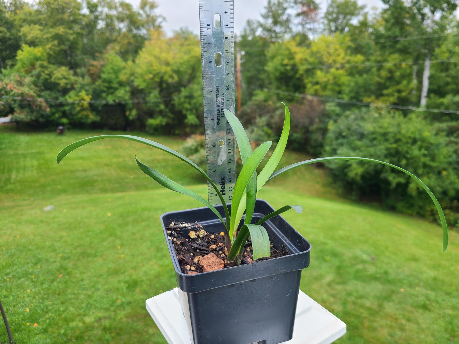 Clivia interspecific hybrid seedling Nimbicola x yellow drop 3-4 leaves one plant