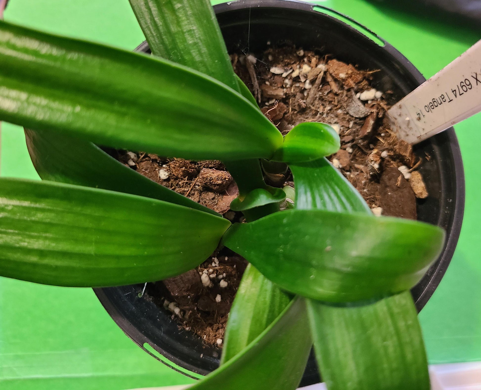 Clivia seedling cross between Tangelos  3-4 leaves one plant