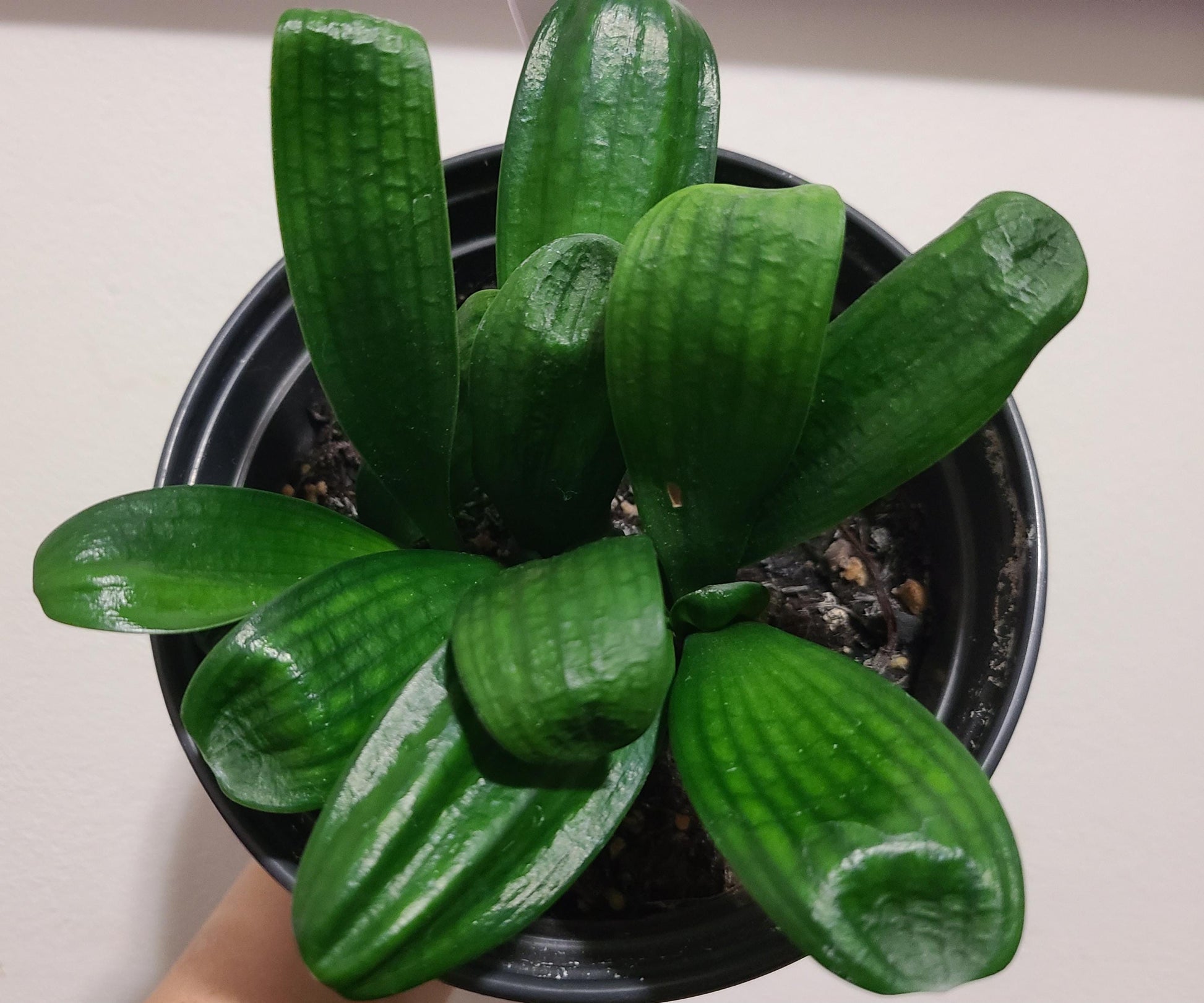 Clivia seedling Malian Hutou Pearl Compact broad leaf 2-3 leaves one plant