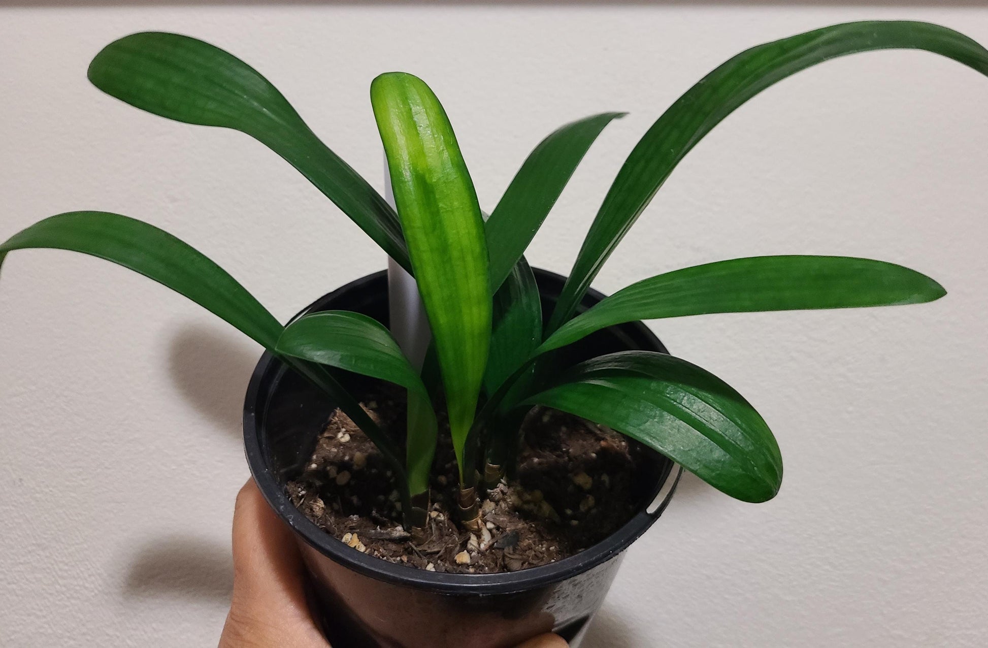 Clivia compact broad leaves  Chinese Blush x Self seedling 2-3 leaves 4-5 inches tall one plant