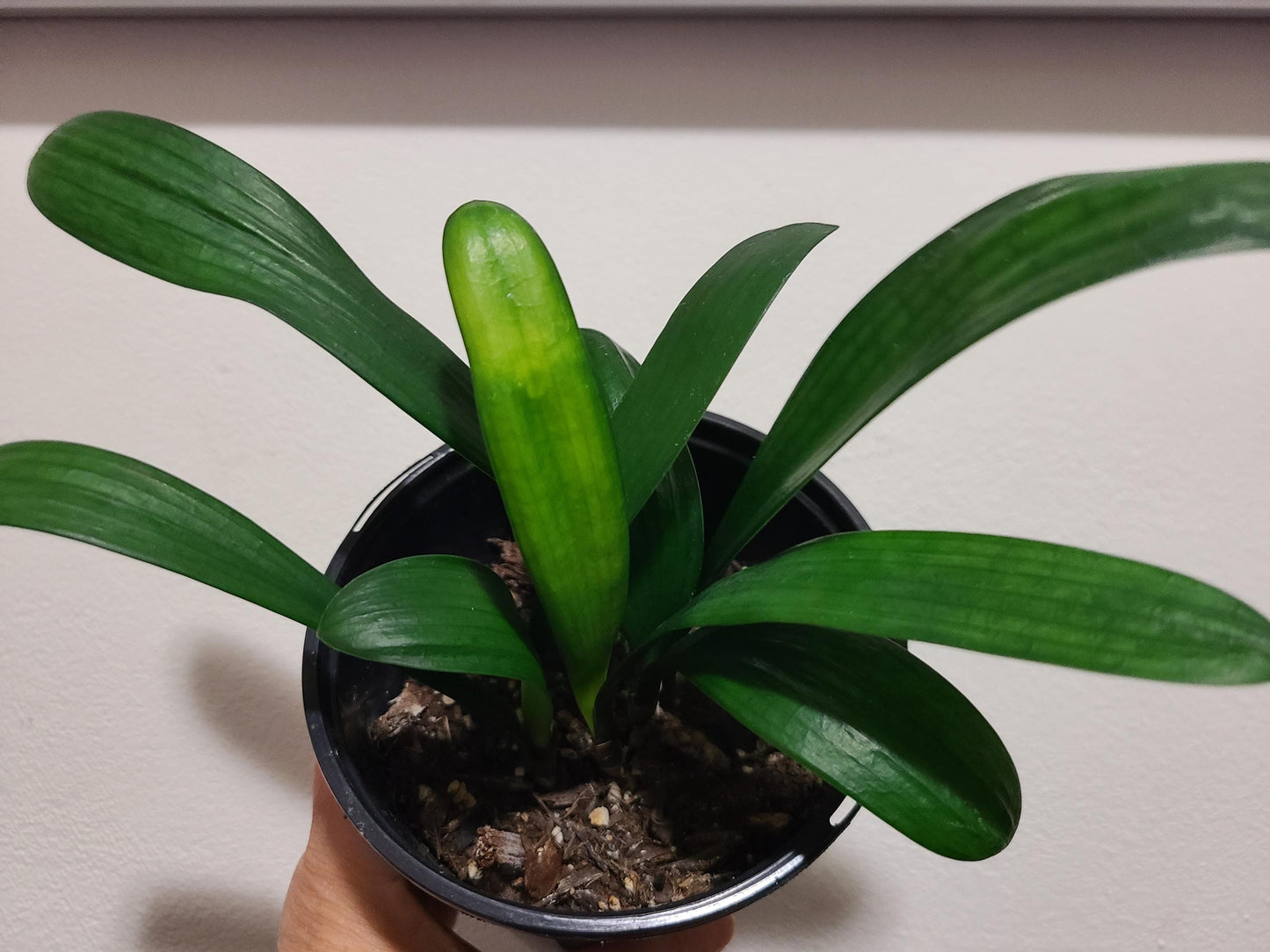 Clivia compact broad leaves  Chinese Blush x Self seedling 2-3 leaves 4-5 inches tall one plant