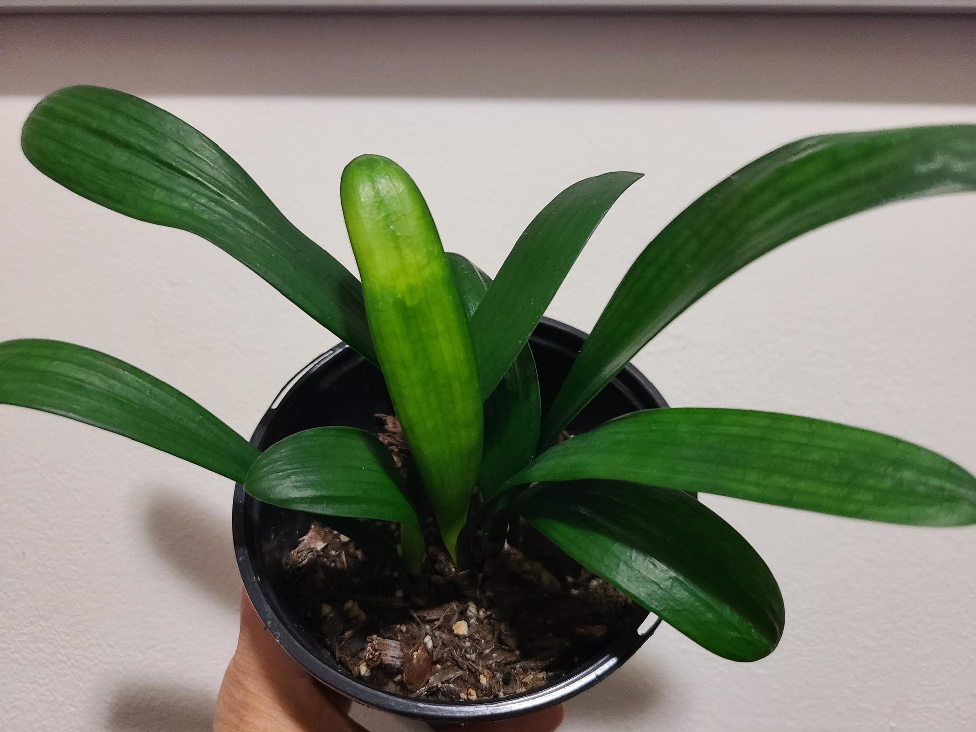 Clivia compact broad leaves  Chinese Blush x Self seedling 2-3 leaves 4-5 inches tall one plant