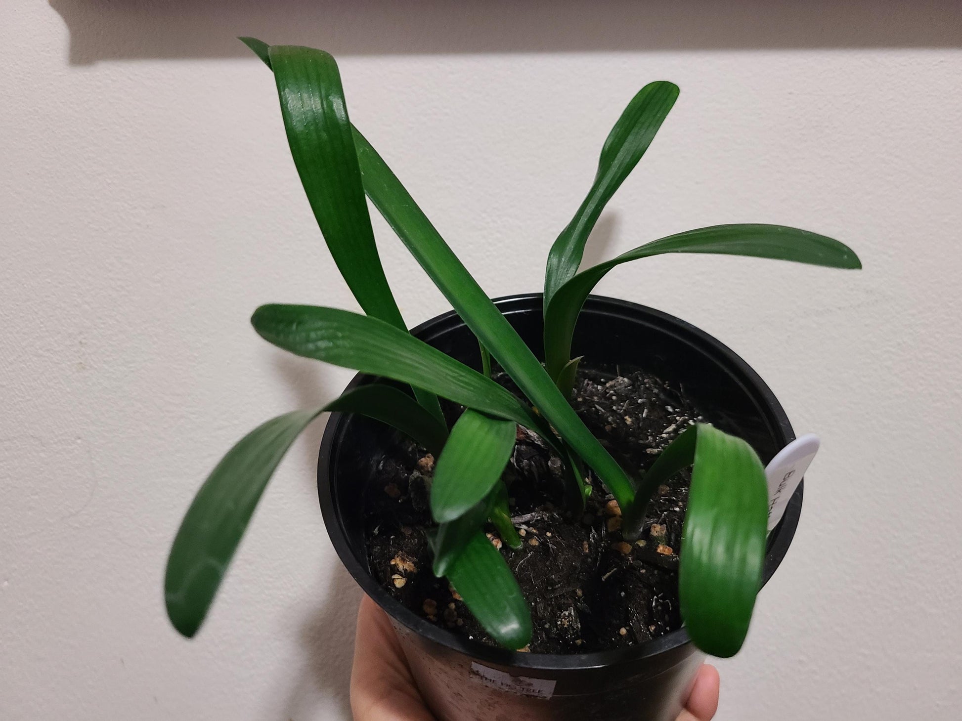 Clivia seedlings Green Throat Hattori 2-3 leaves 4-6 inches tall one plant