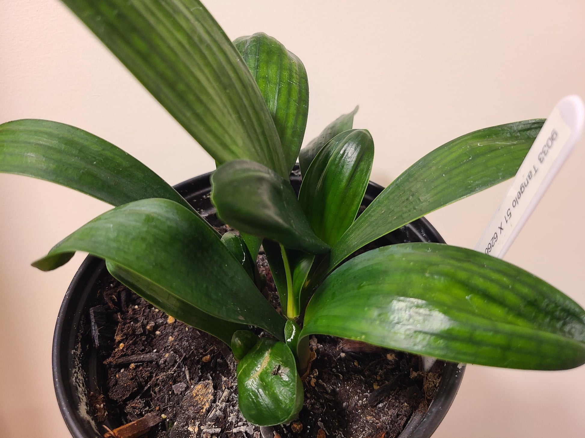 Clivia seedling cross between Tangelo and multipetal Japanese Blush 5-6 inches tall one plant