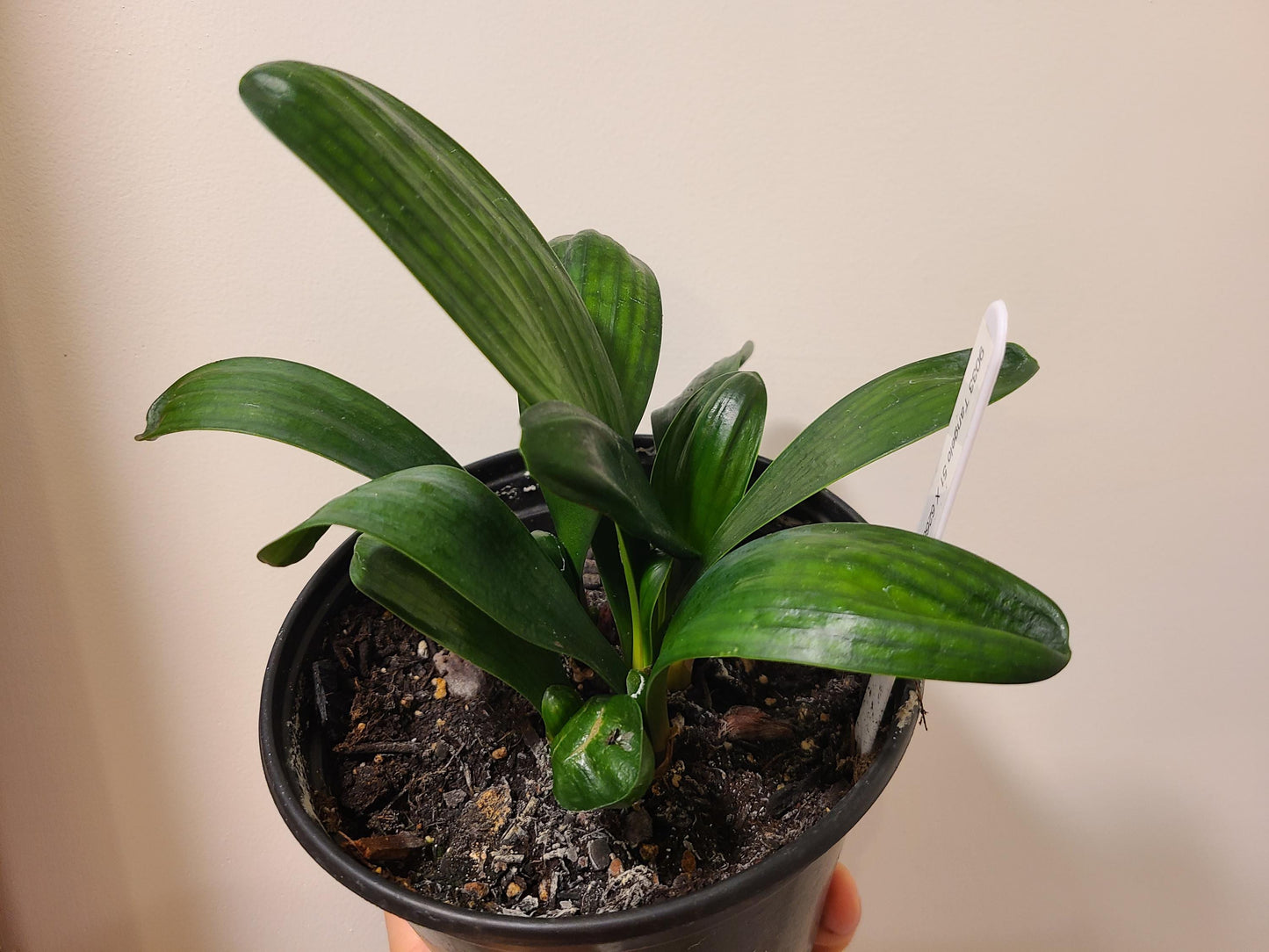 Clivia seedling cross between Tangelo and multipetal Japanese Blush 5-6 inches tall one plant