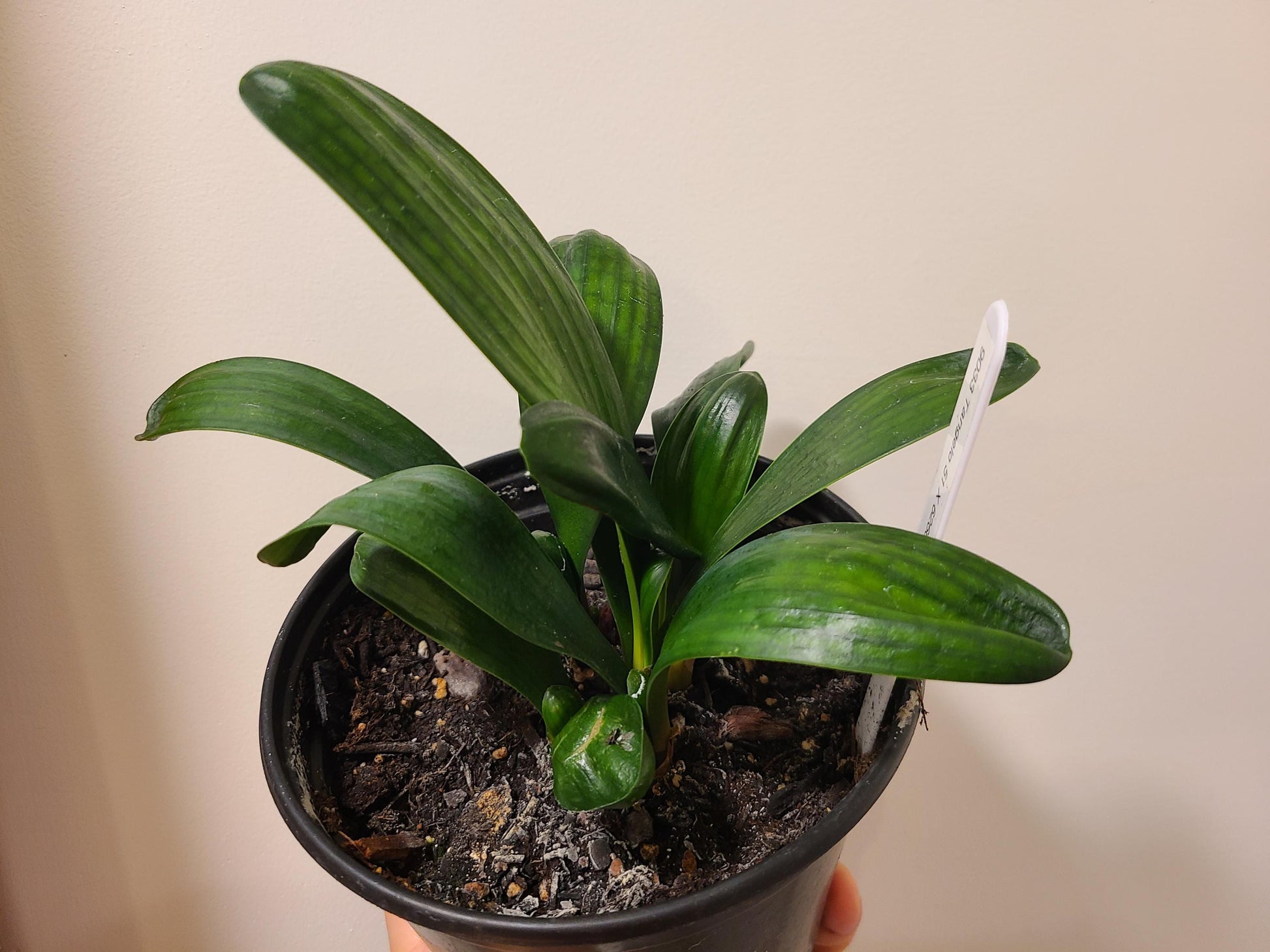 Clivia seedling cross between Tangelo and multipetal Japanese Blush 5-6 inches tall one plant