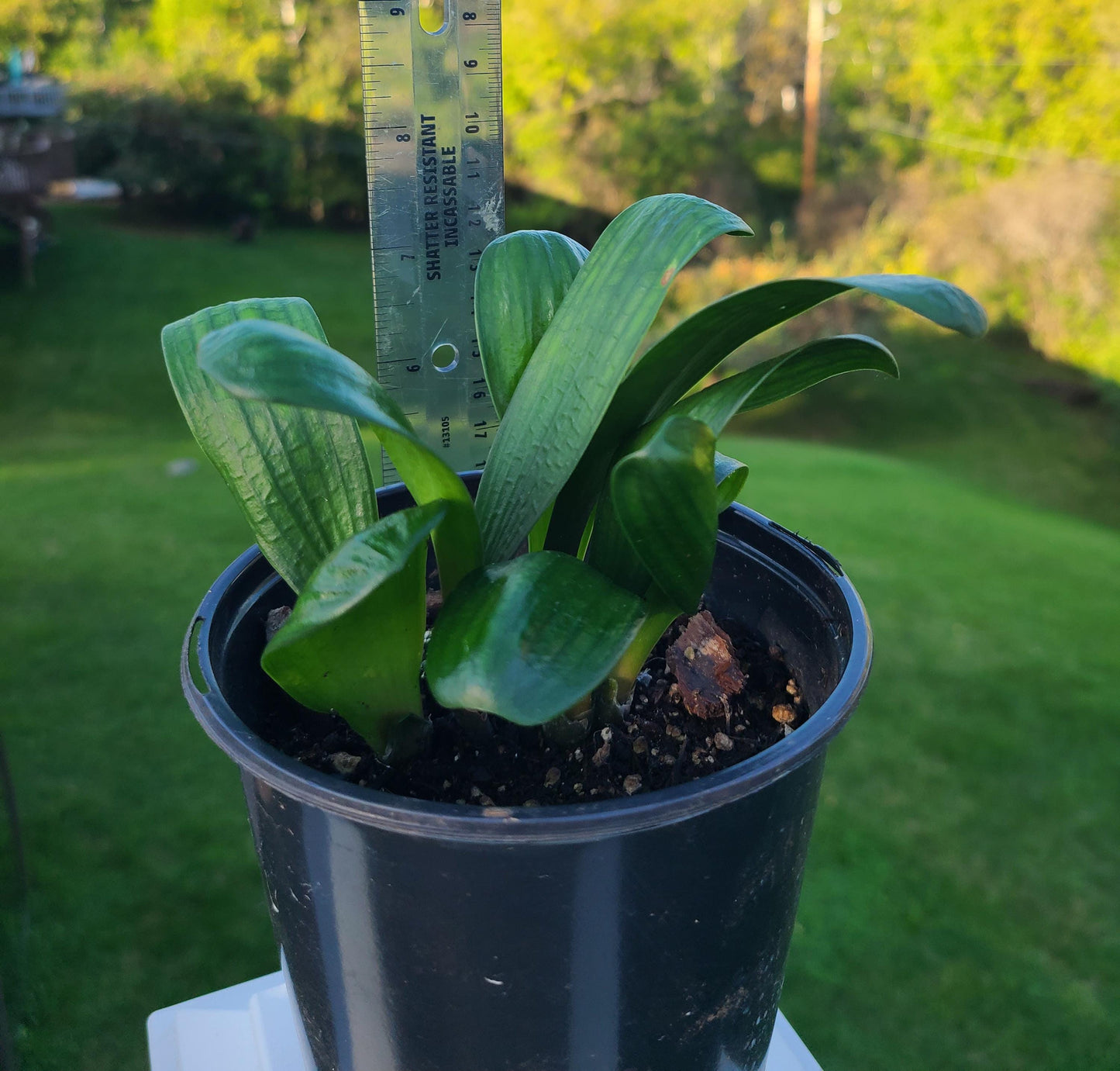 Clivia seedling Malian Hutou Pearl Compact broad leaf 2-3 leaves one plant