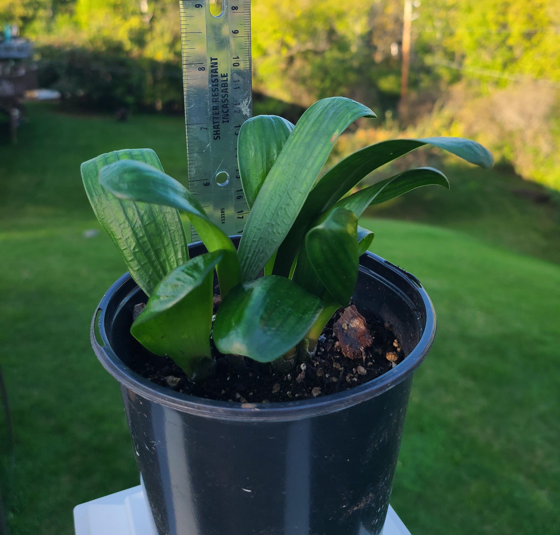 Clivia seedling Malian Hutou Pearl Compact broad leaf 2-3 leaves one plant