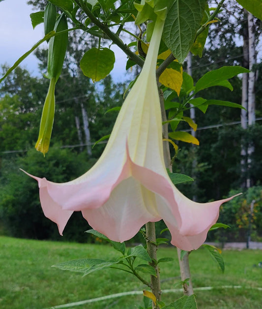 Angel's Trumpet 'Frosty Pink' rooted and unrooted cuttings