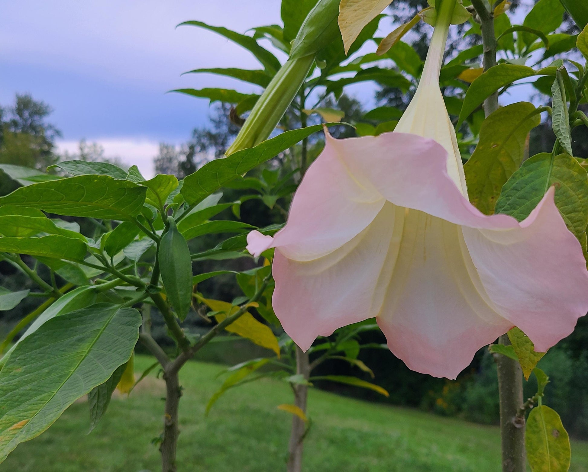 Angel's Trumpet 'Frosty Pink' rooted and unrooted cuttings