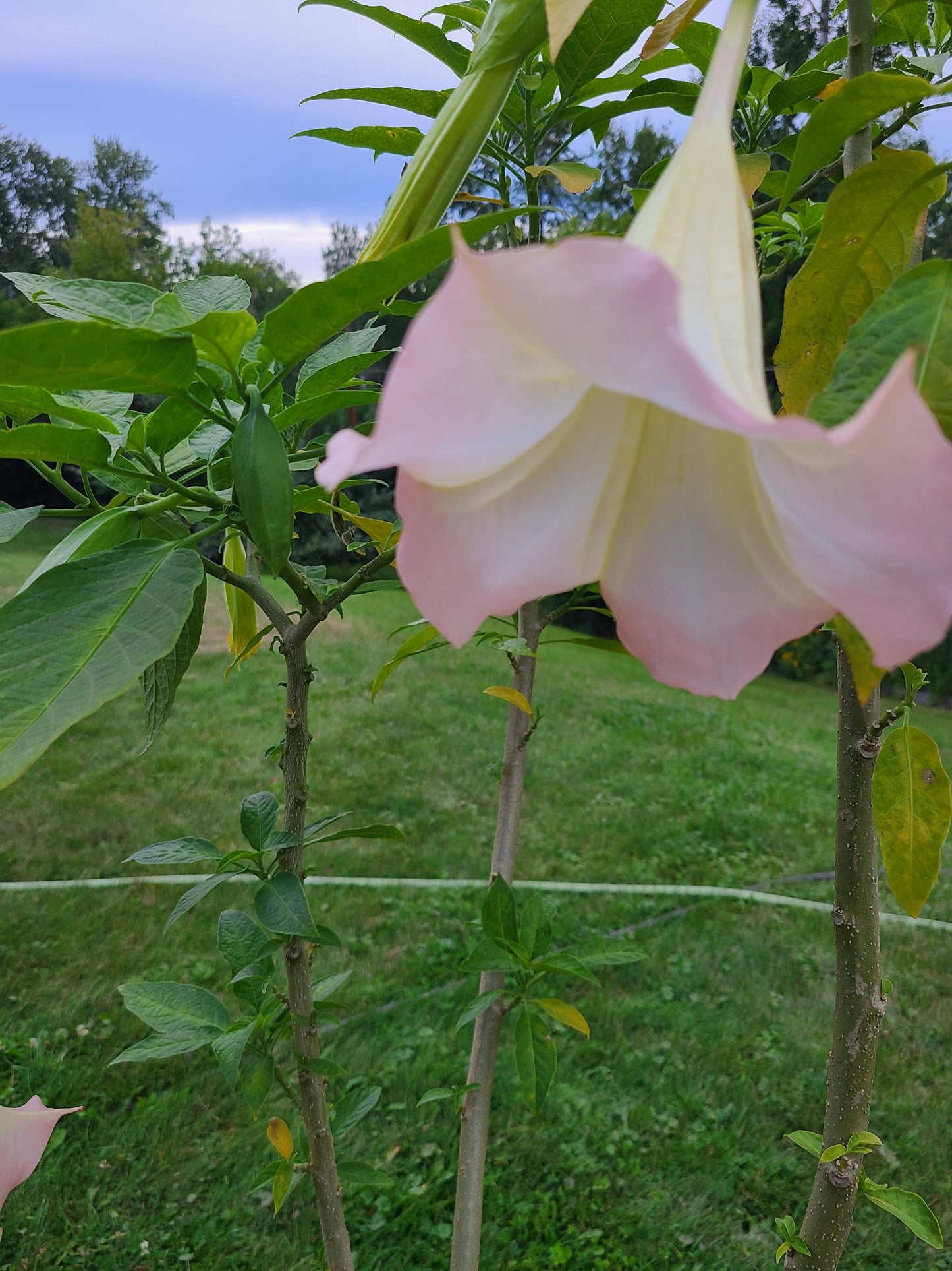 Angel's Trumpet 'Frosty Pink' rooted and unrooted cuttings