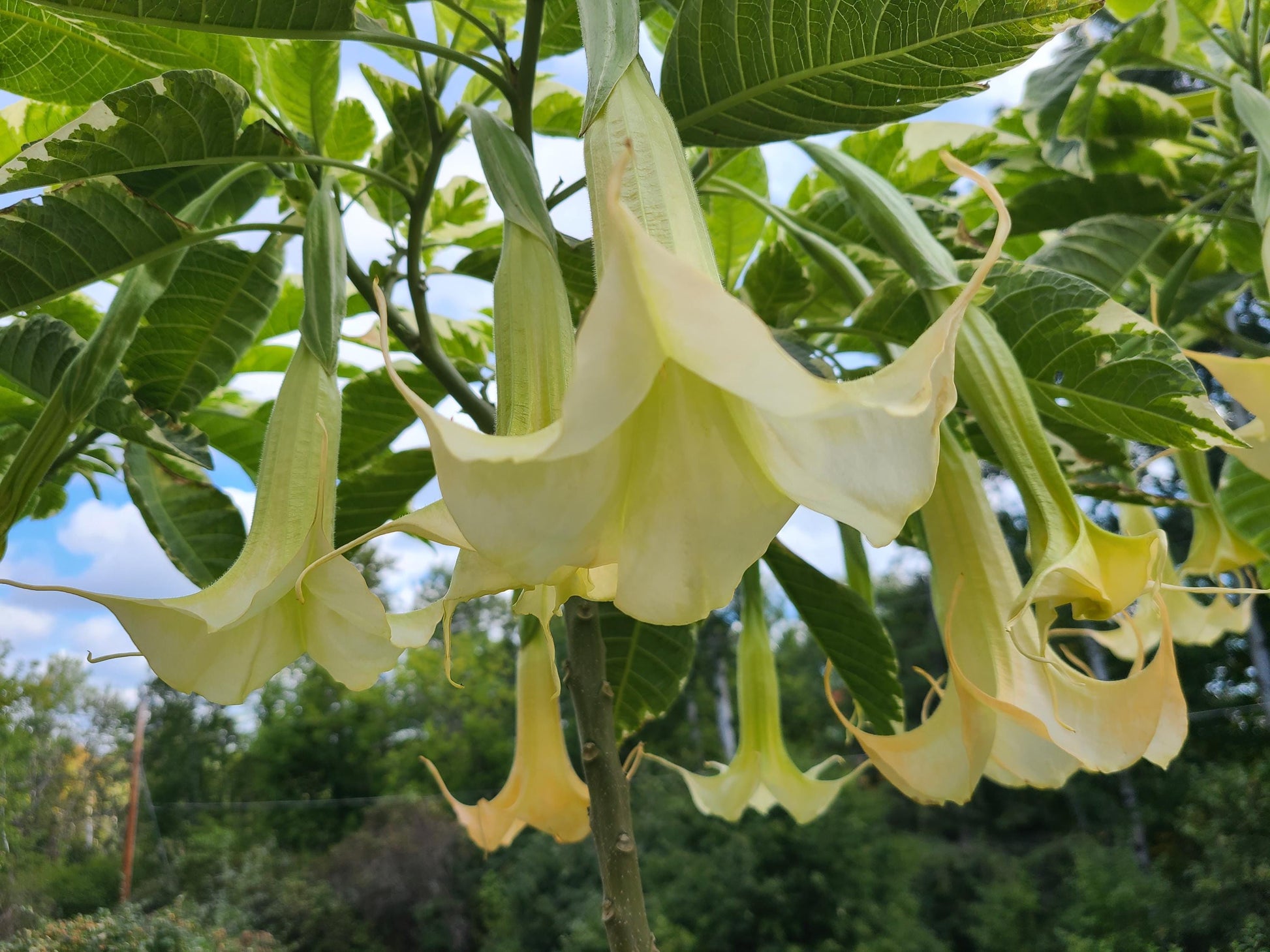 Variegated Brugmansia Angel's Trumpet unrooted stem cuttings with varied lengths