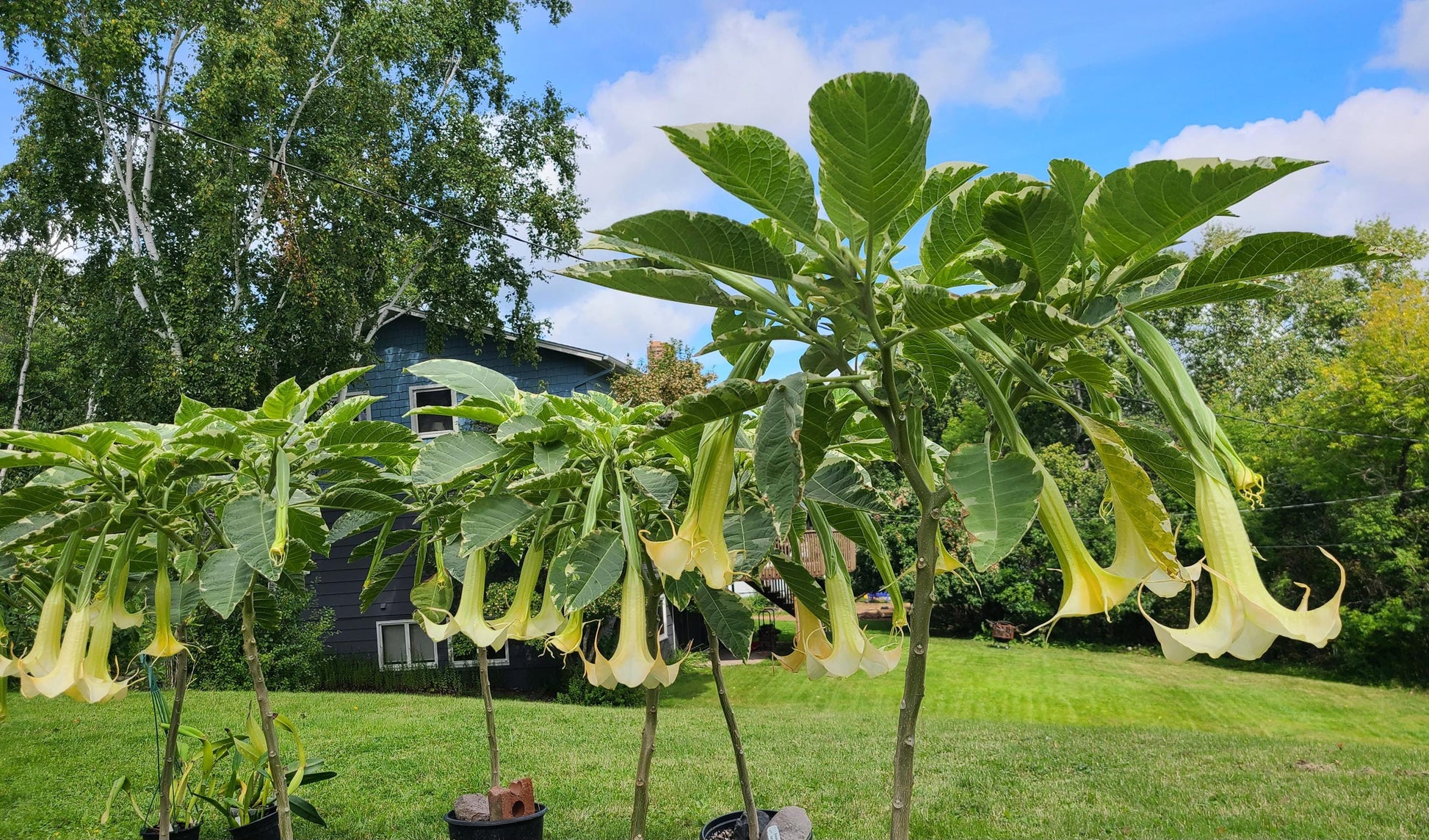 Variegated Brugmansia Angel's Trumpet unrooted stem cuttings with varied lengths
