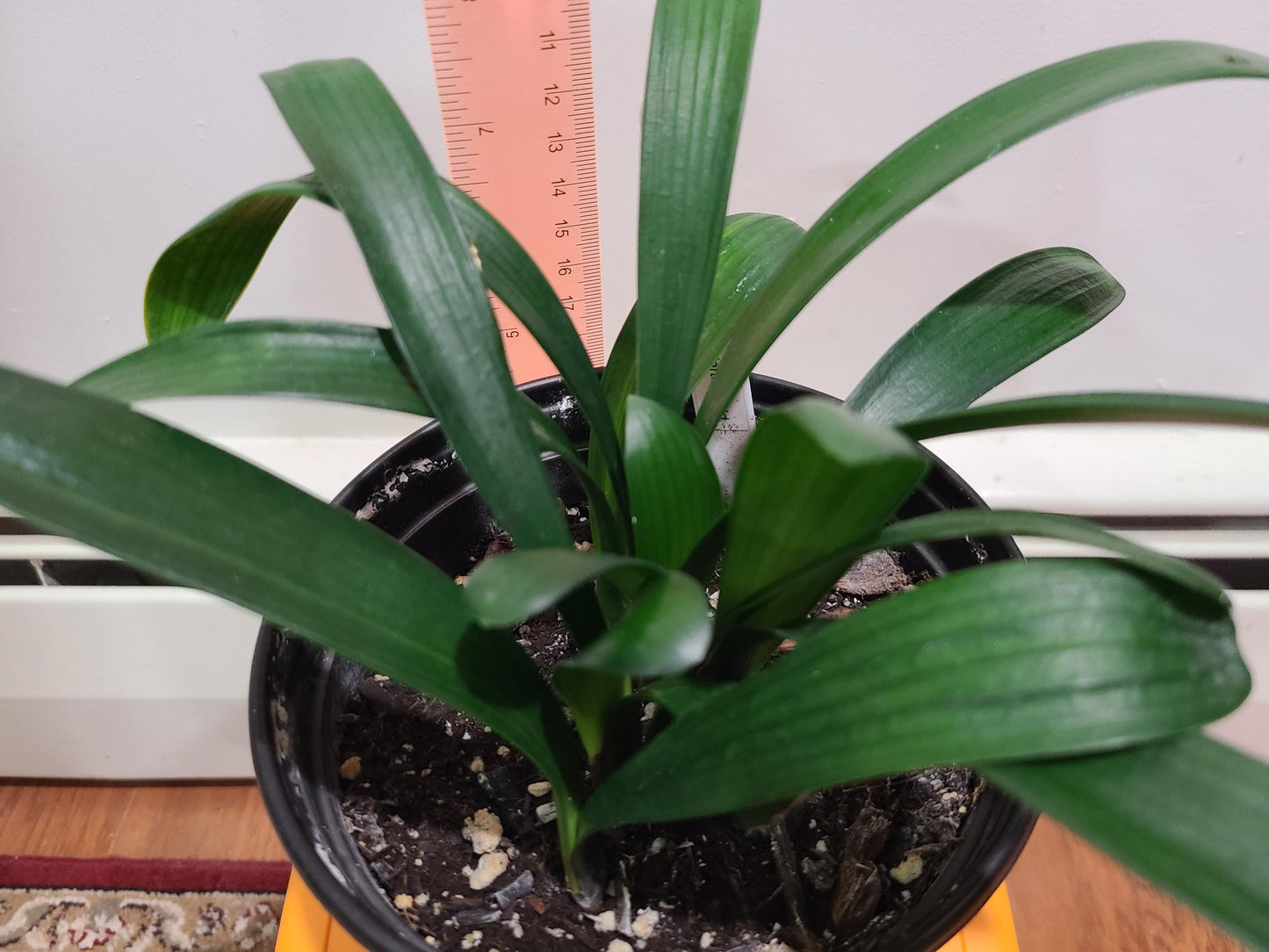 Clivia seedling cross between Chinese Picotee and Nefertiti Gold 4-6 inches tall one plant