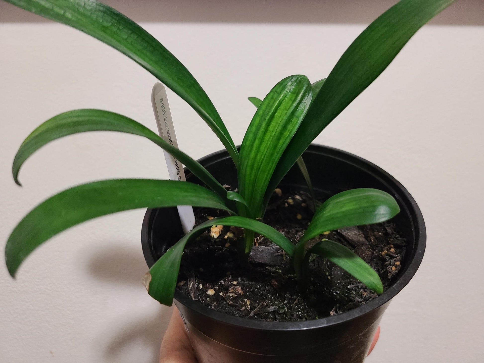 Clivia bronze and green throat  seedling Gunston x Ganjam pollinated 2-3 leaves one plant