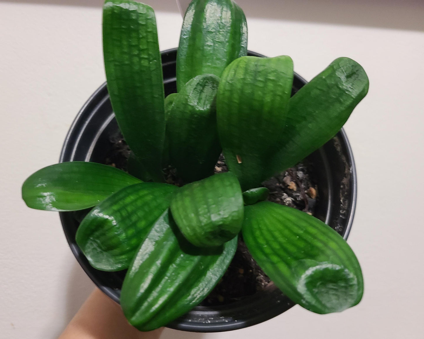 Clivia seedling Malian Hutou Pearl Compact broad leaf 2-3 leaves one plant