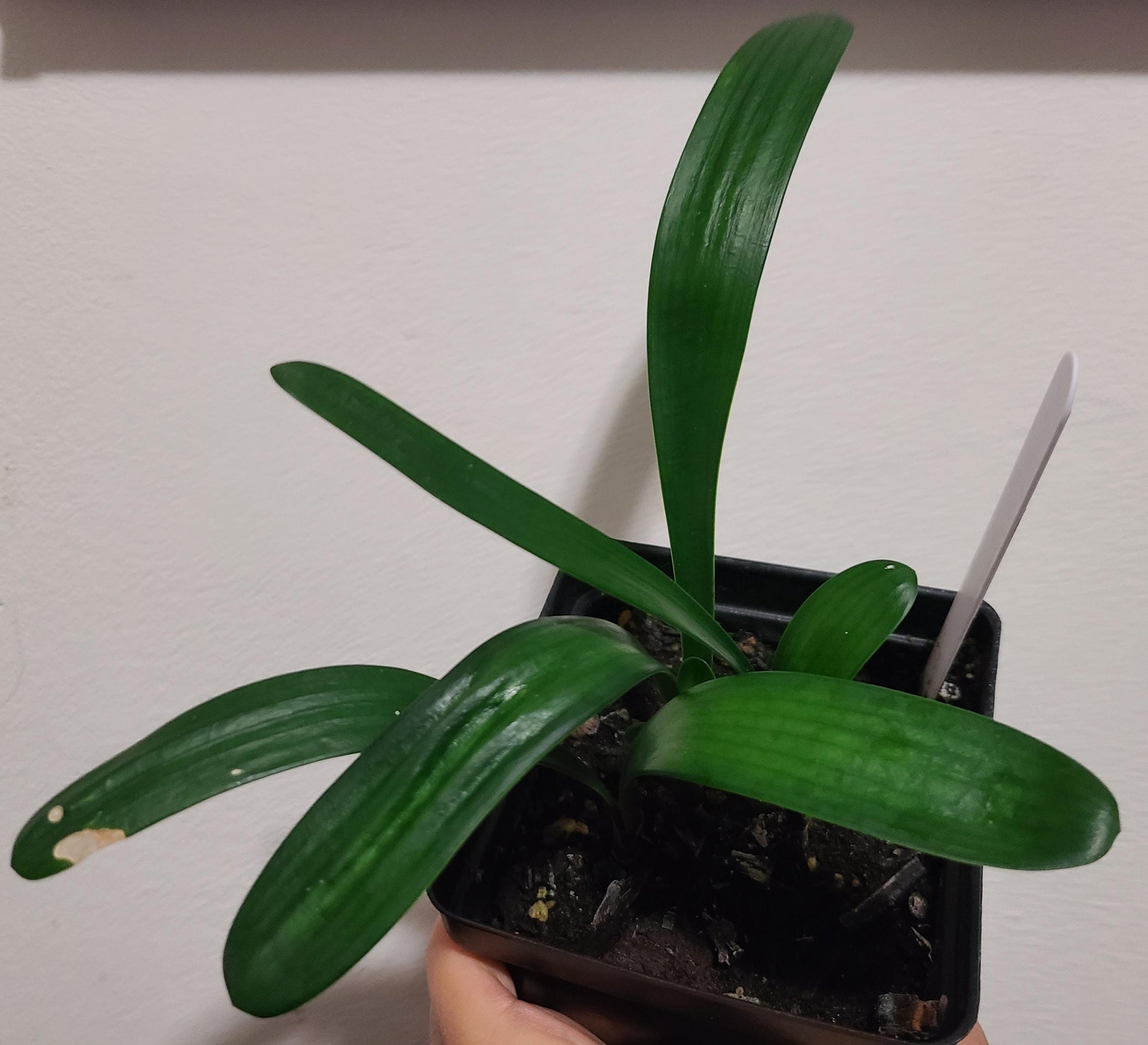 Clivia seedling Chinese compact yellow x Golden Vindi-Cation 2-3 leaves 5-6 inches tall one plant