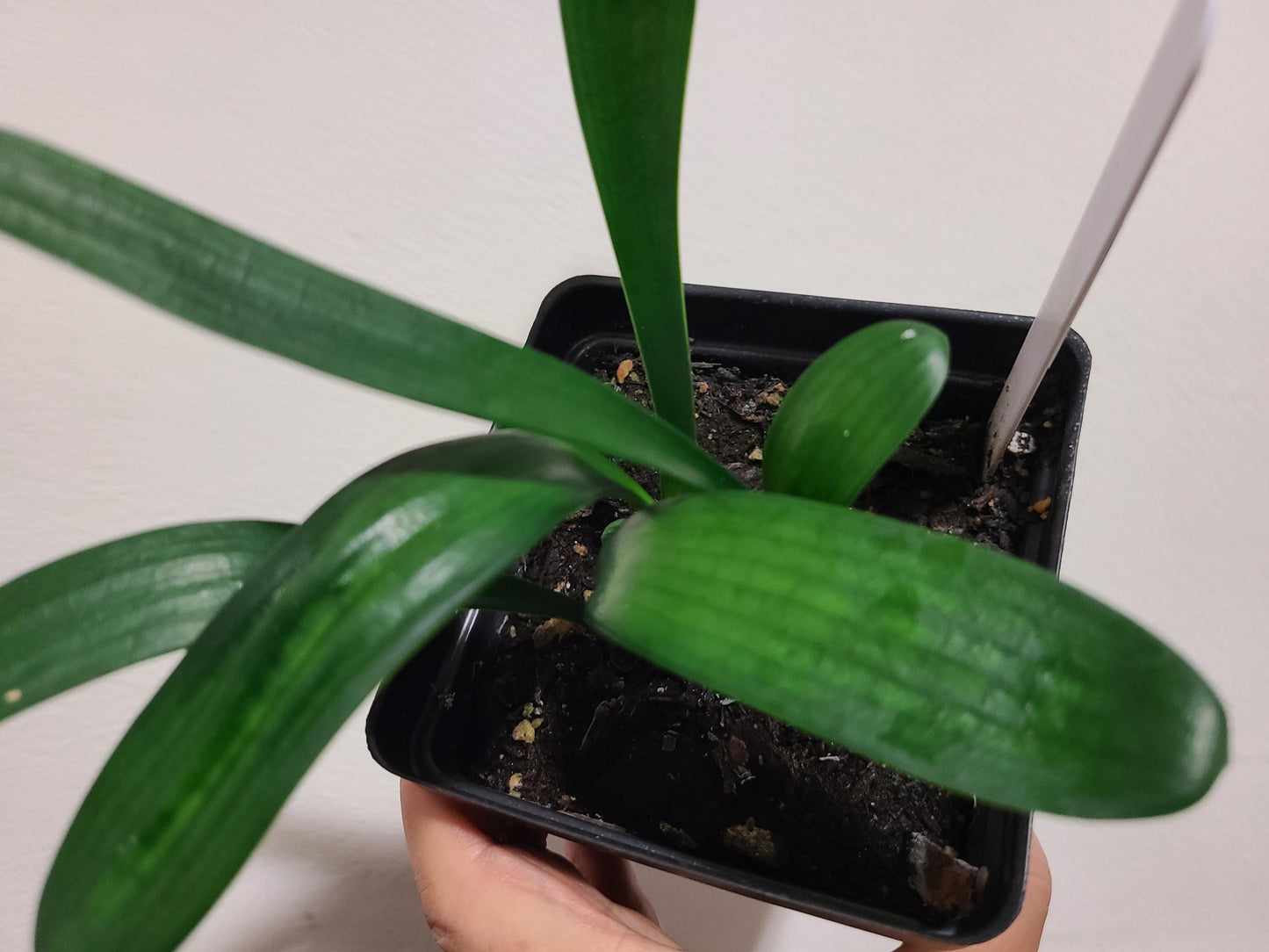 Clivia seedling Chinese compact yellow x Golden Vindi-Cation 2-3 leaves 5-6 inches tall one plant