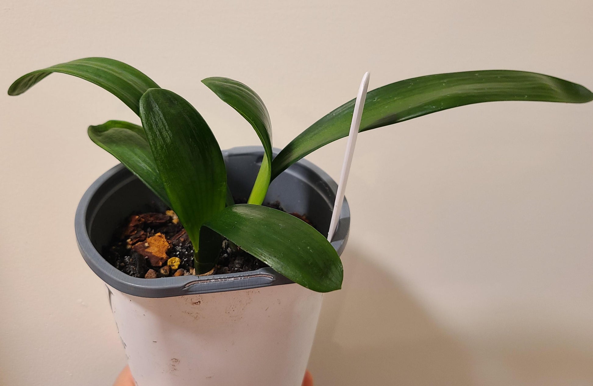 Clivia seedling Tangelo x self with Splash picote 4-5 inches tall 3 leaves one plant