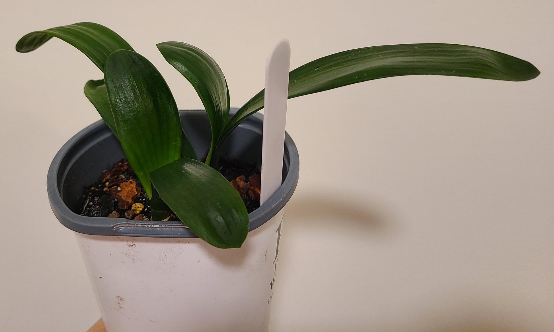 Clivia seedling Tangelo x self with Splash picote 4-5 inches tall 3 leaves one plant