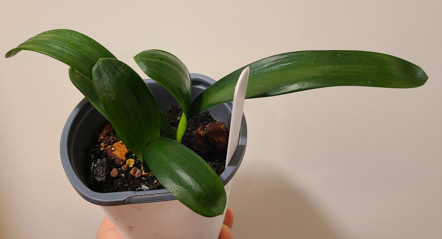 Clivia seedling Tangelo x self with Splash picote 4-5 inches tall 3 leaves one plant