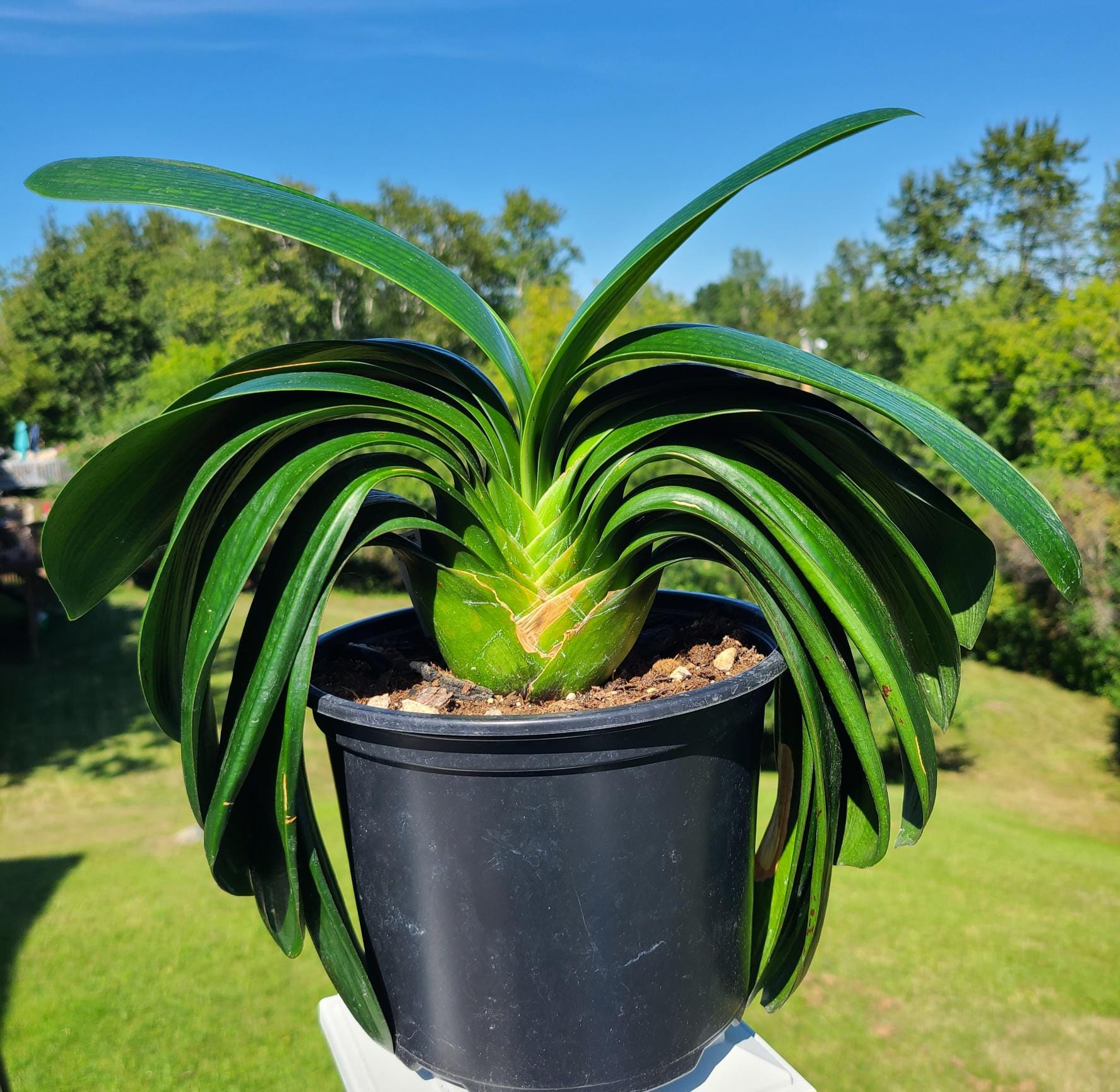 Japanese broad leaf compact Clivia 2 inches tall one plant