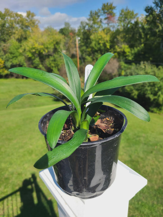 Clivia seedling cross (Nakamura yellow hybrid X Henriette Stroh peach) X 'P.H.P.'  open pollinated 3-4 leaves one plant
