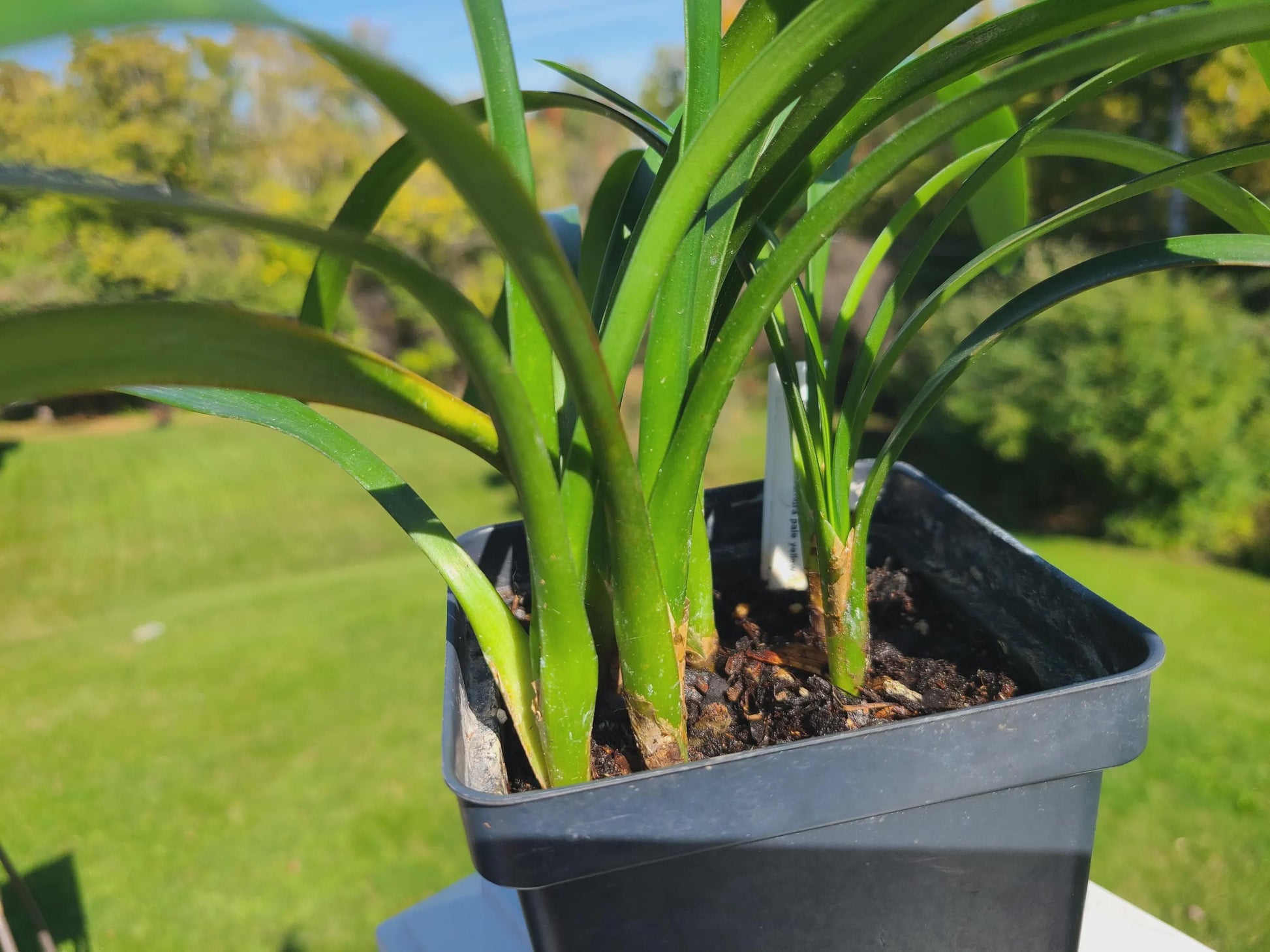 Clivia seedling cross between pale yellow x Nakamura pale yellow 10-12 inches tall one plant