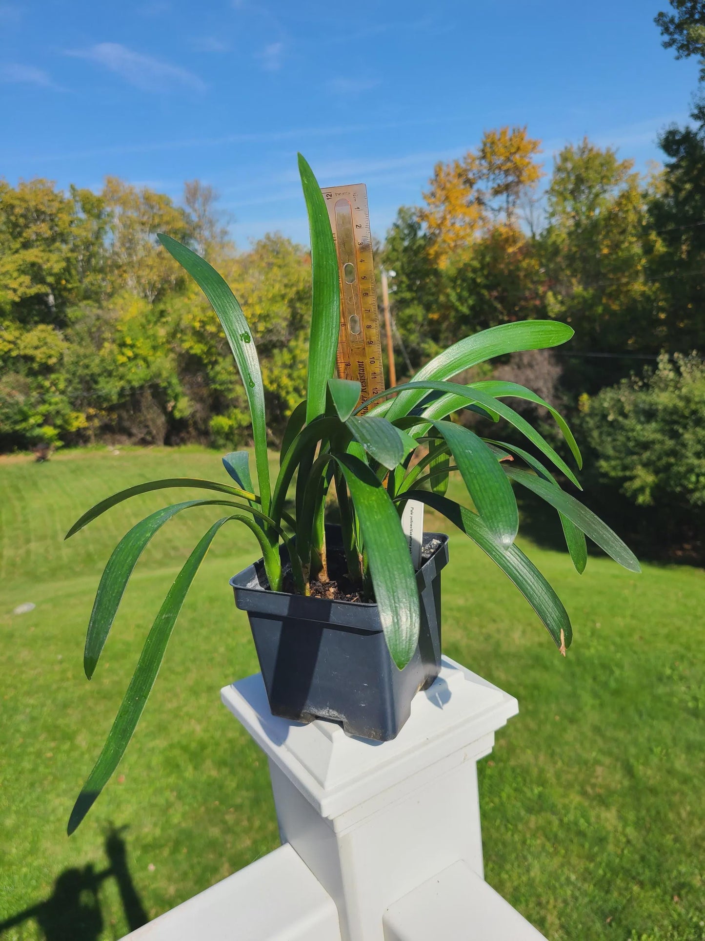 Clivia seedling cross between pale yellow x Nakamura pale yellow 10-12 inches tall one plant