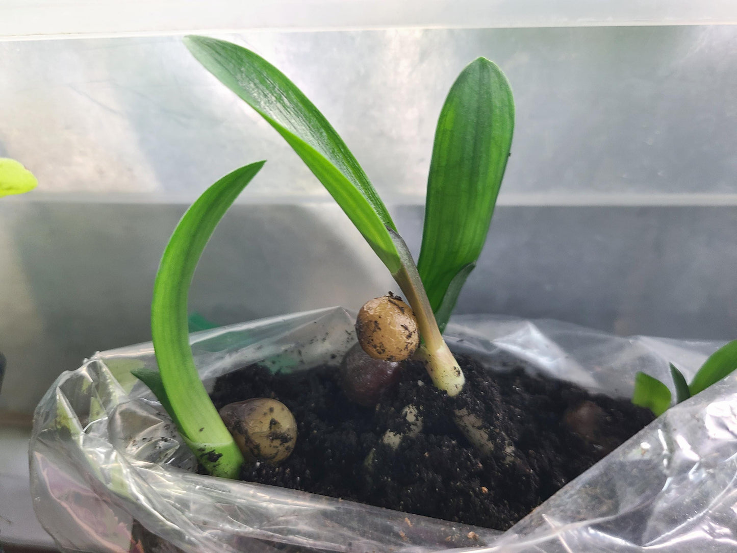 Clivia seedling Japanese Hirao 2 inches tall one plant