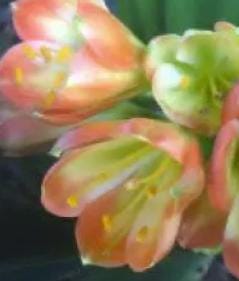 Clivia seedlings Green Throat Hattori x Self 2-3 leaves one plant