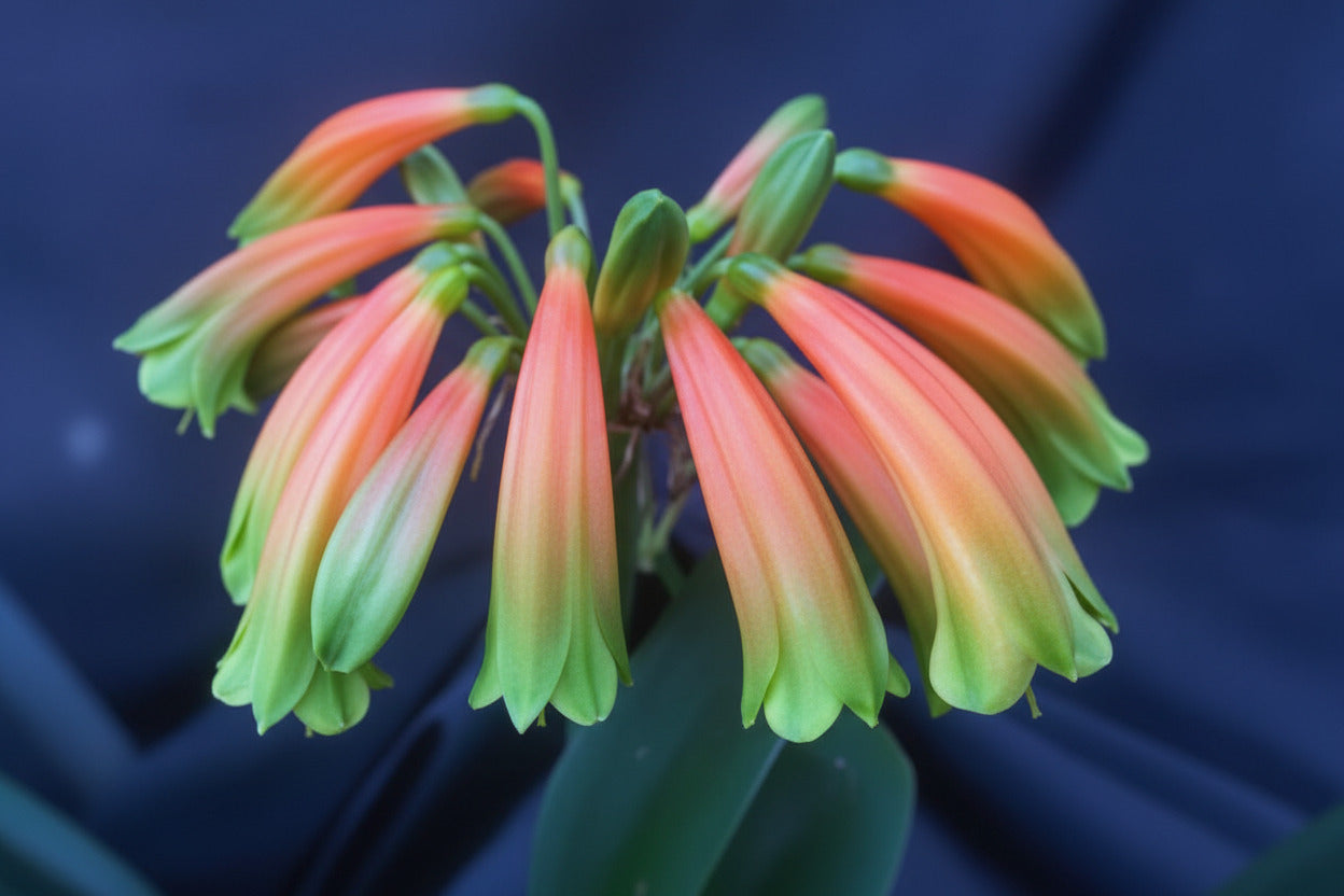 Clivia gardenii x jolly golly seedling heat pack priority shipping one plant