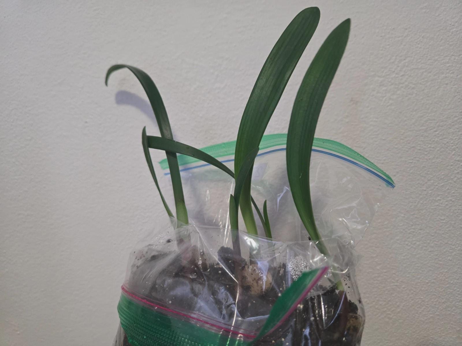 Clivia gardenii x jolly golly seedling heat pack priority shipping one plant