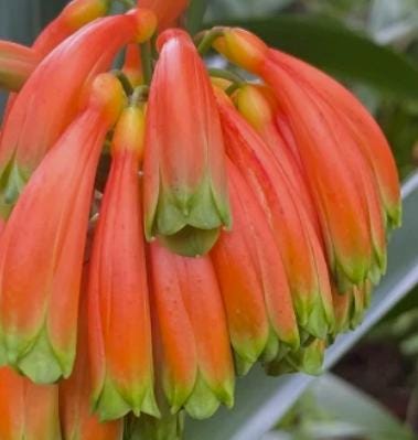 Clivia caulescens seedling heat pack priority shipping one plant