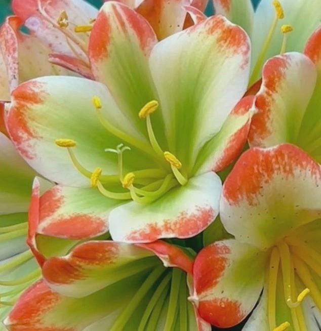 Clivia Hattori green throat seedling heat pack priority shipping 4-5" tall one plant