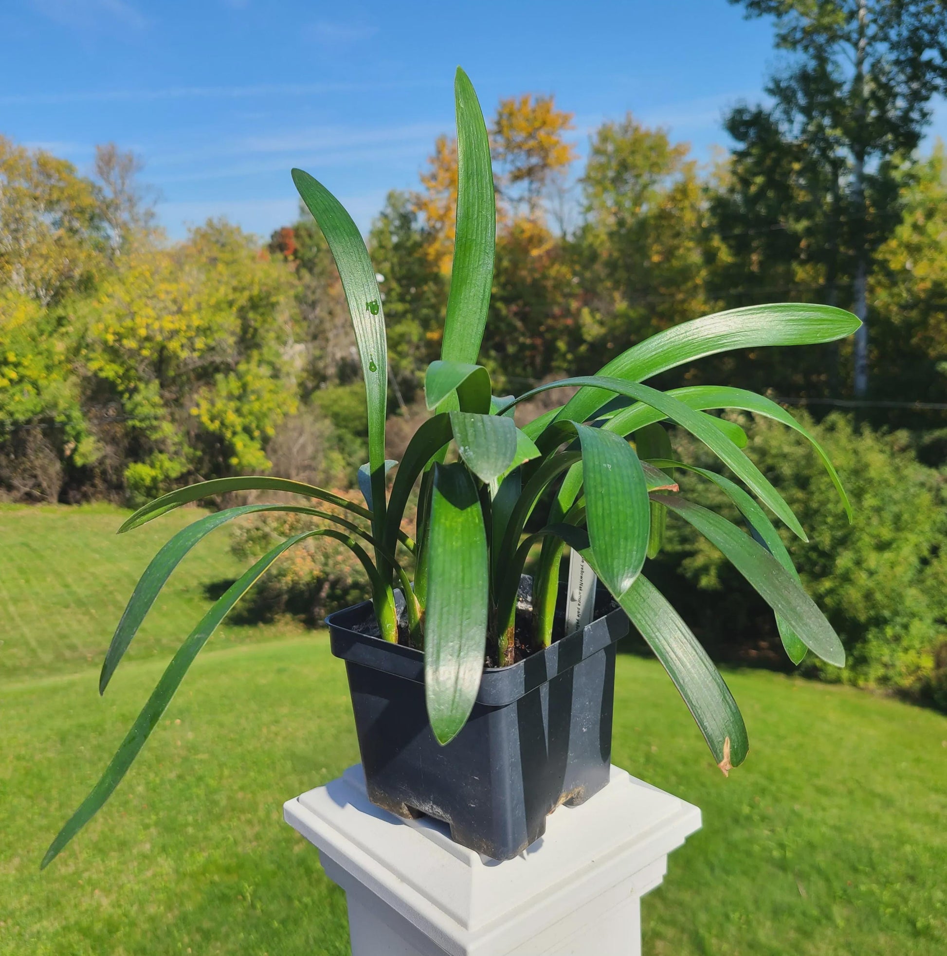 Clivia seedling cross between pale yellow x Nakamura pale yellow 10-12 inches tall one plant