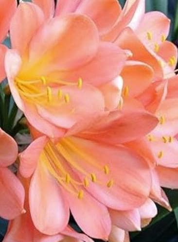 Clivia pastel miniata seedling heat pack priority shipping one plant