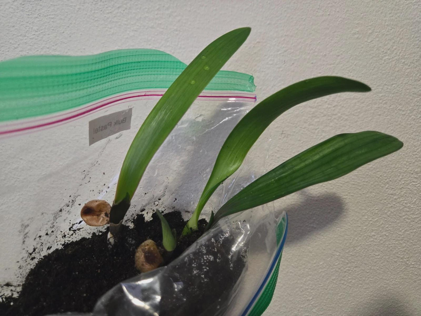 Clivia pastel miniata seedling heat pack priority shipping one plant