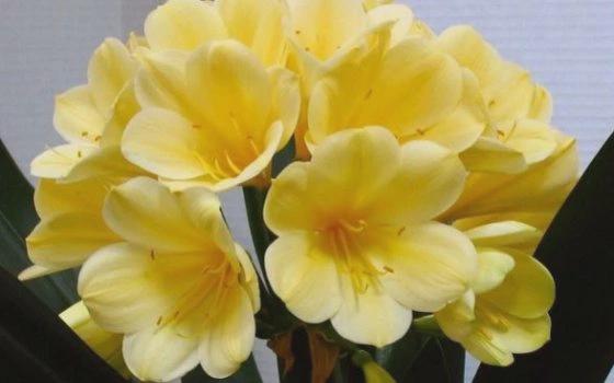 Clivia yellow stud seedling heat pack priority shipping 4-5" tall one plant