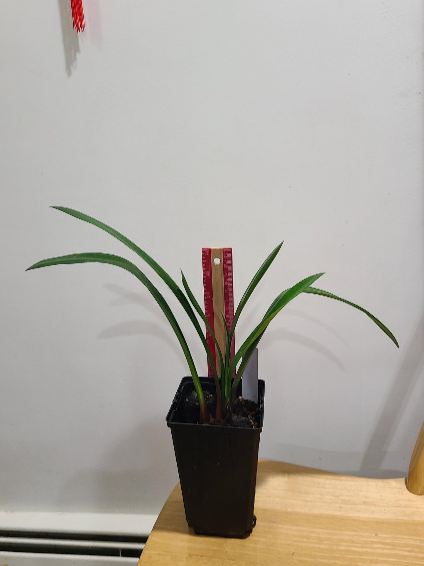 interspecific gardenii