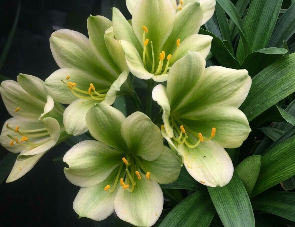 Clivia Hirao x interspecific brown one plant