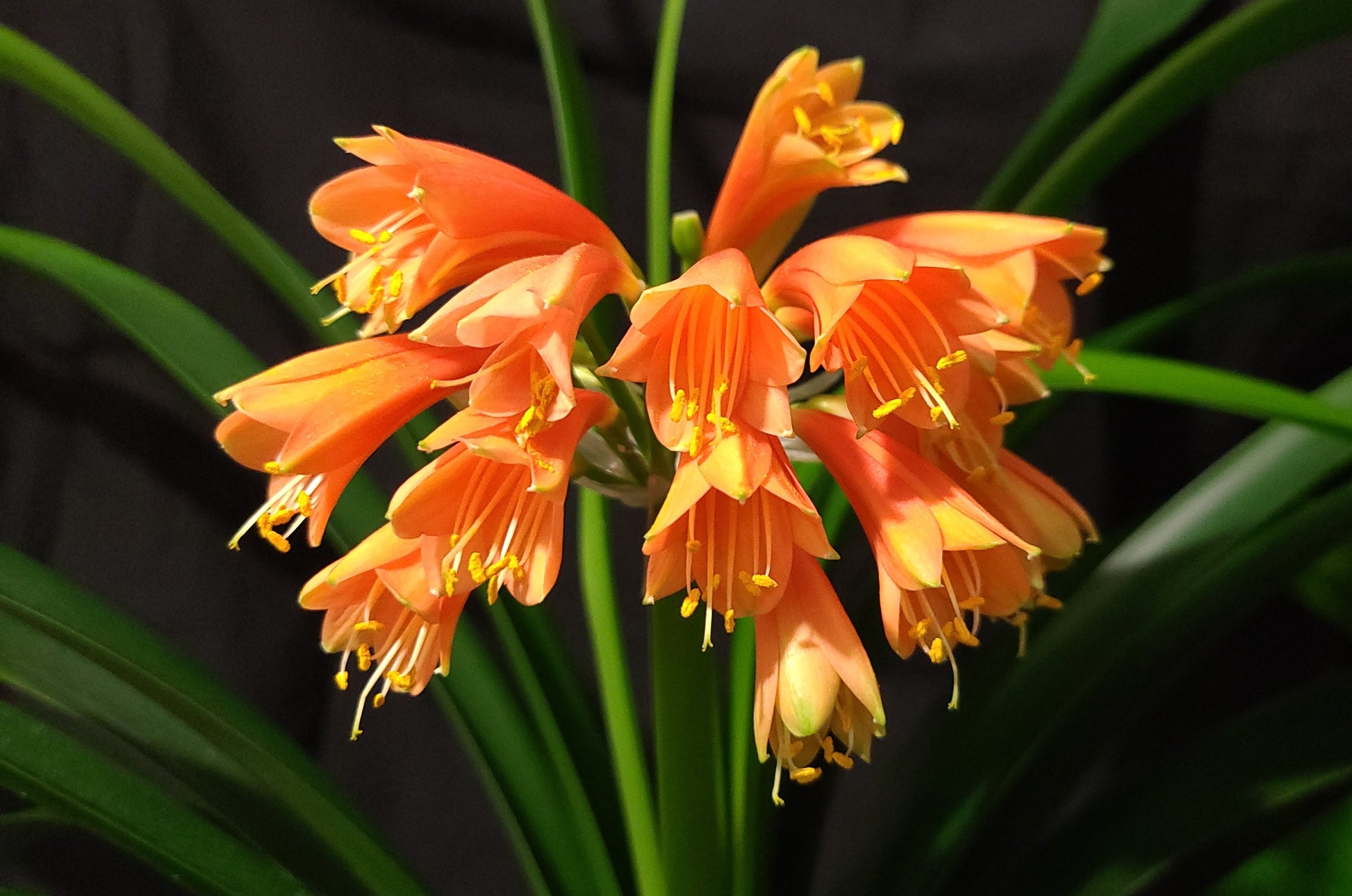 Clivia Maniata x Clivia Caulescens x (compact variegated clivia orange) open pollinated interspecific one plant
