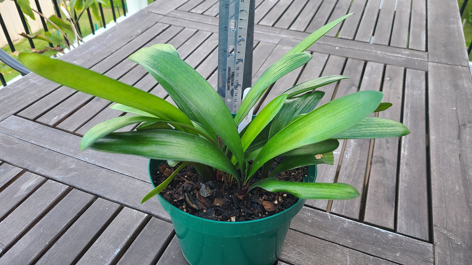 Clivia  Noscot x (Nakamura x Fred Gibello) 4-5 leaves One plant